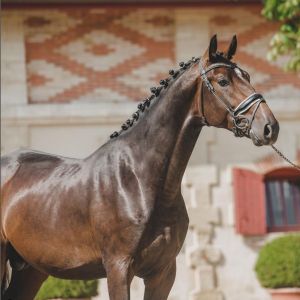 Haras de Malleret - Cheval 