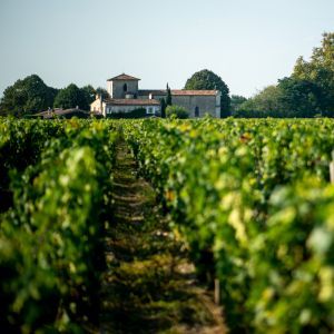 Château de Malleret - Vignes