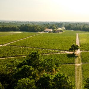 Chateau de Malleret - Vigne